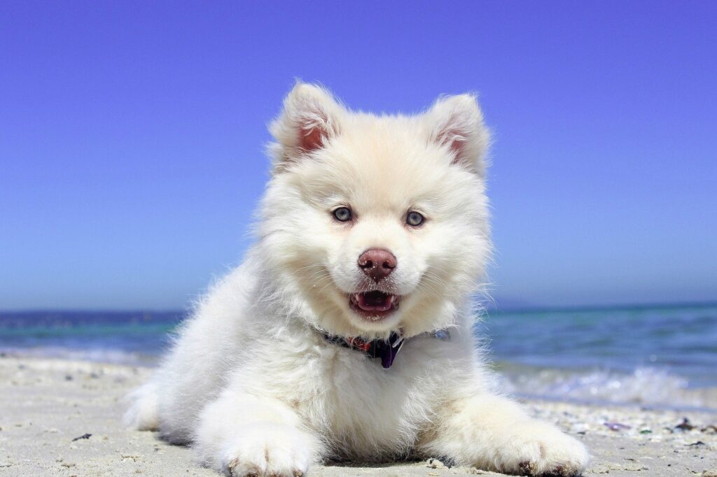 A white dog laying on the beach with water in background.